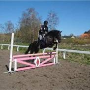 New Forest Darkwin R.I.P