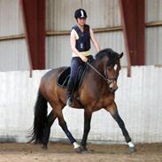 Anden særlig race Citano