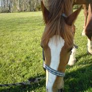 Anden særlig race A´ttila<33 død