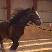 Irish Cob Hampus