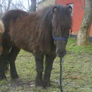 Anden særlig race laban