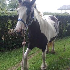 Irish Cob Isabelle