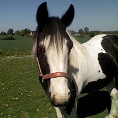 Irish Cob Isabelle