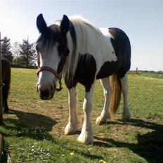 Irish Cob Isabelle