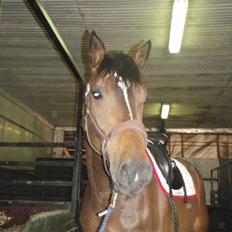 Holstener Horn's Lincoln " R.I.P.<3