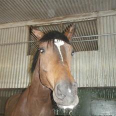 Holstener Horn's Lincoln " R.I.P.<3