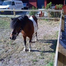 Shetlænder Valdemar!<3 (L' ILY!<3 