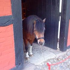 Shetlænder Valdemar!<3 (L' ILY!<3 