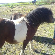 Shetlænder Valdemar!<3 (L' ILY!<3 