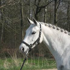 DSP Tovdal's Moonlight SOLGT