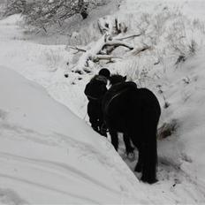 Islænder Hlada frá Árbakka