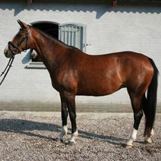 Dansk Varmblod Citta RDH 5252 *R.I.P.*