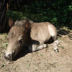 Shetlænder Sigsgaards Black Velvet