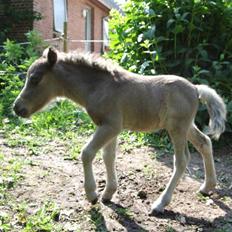 Shetlænder Sigsgaards Black Velvet