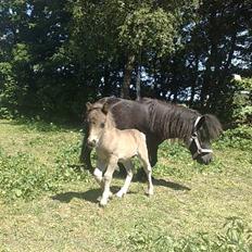 Shetlænder Sigsgaards Black Velvet