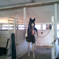 Pinto filur(ejer mejse)Aflivet