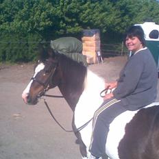 Pinto filur(ejer mejse)Aflivet