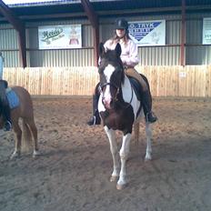 Pinto filur(ejer mejse)Aflivet