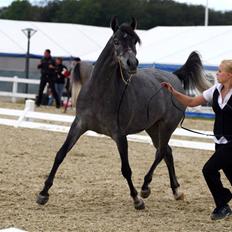 Arabisk fuldblod (OX) FE Classica