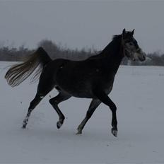 Arabisk fuldblod (OX) FE Classica