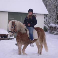 Haflinger Liz. Wallie