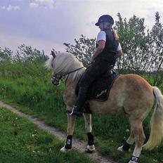 Haflinger Liz. Wallie
