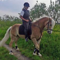 Haflinger Liz. Wallie