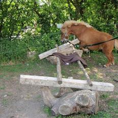 Shetlænder lucas :D