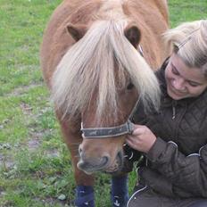 Shetlænder lucas :D