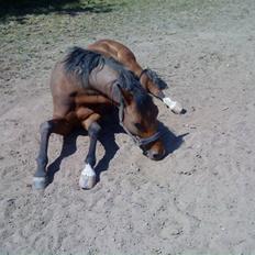 DSP Ambrosius A.M. SOLGT :( 