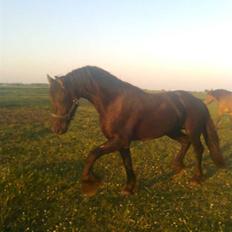 Frieser Tjipke Van Dreine, R.I.P 