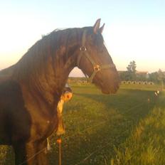 Frieser Tjipke Van Dreine, R.I.P 