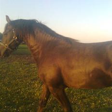 Frieser Tjipke Van Dreine, R.I.P 