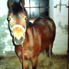 Anden særlig race Trunte