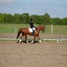 Anden særlig race Kingo