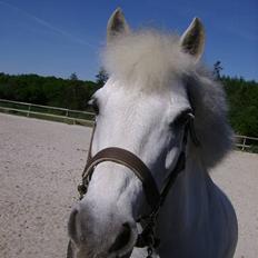 Anden særlig race Mizar <3