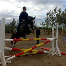 Hollandsk Sportspony Nadja van de Zonnehoeve (Solgt)
