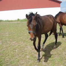 Dansk Varmblod Zander Divine