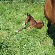 Dansk Varmblod Zander Divine