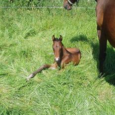 Dansk Varmblod Zander Divine