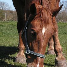 Oldenborg Ensock af Dybendal