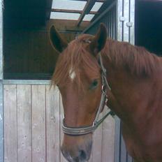 Anden særlig race Baloo. <3 R.I.P: