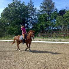 Anden særlig race Baloo. <3 R.I.P: