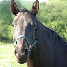 Dansk Varmblod Ishta