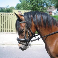 Hollandsk Sportspony Idem dito (solgt)