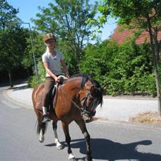 Hollandsk Sportspony Idem dito (solgt)