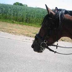 Hollandsk Sportspony Idem dito (solgt)