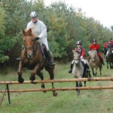 Belgisk varmblod Urano †