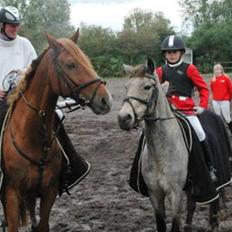 Belgisk varmblod Urano †