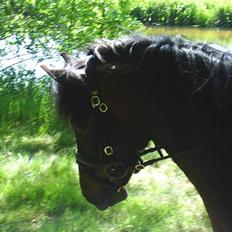 Anden særlig race Darling